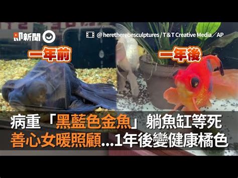 黑牡丹金魚風水|【什麼魚是風水魚】常見的風水魚種類大全 